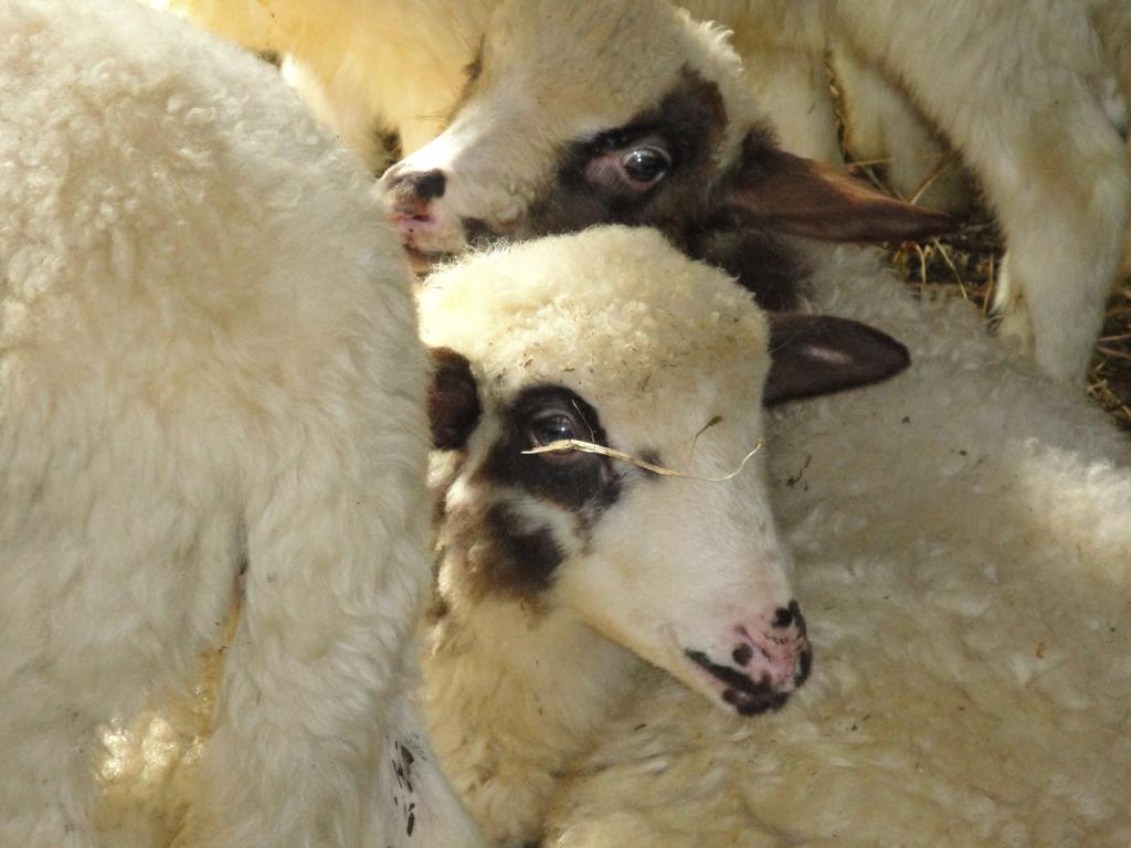 מלון Acuto Agriturismo Le Valli מראה חיצוני תמונה